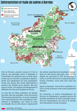 Medium_1129196-deforestation-et-huile-de-palme-a-borneo-infographie