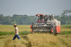 Medium_myanmar_paddy_field