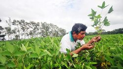 Medium_bolivia-soya-640x360