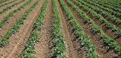 Medium_us_farm2