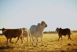 Medium_gap_cattle2