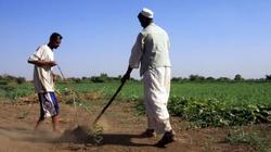 Medium_sudanese_farmers_prepare_their_land_for_agriculture_on_the_banks_of_the_river_nile_in_khartoum