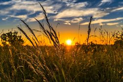 Medium_agriculture-plants-crops-960x640