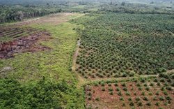 Medium_plantation-afp-pic-280219