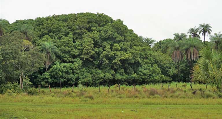 farmlandgrab.org | Brazil’s key deforestation drivers: Pasture ...
