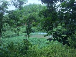Medium_ratanakiri-spirit-mountain-300x225