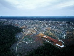Medium_gunung_mas_oil_palm