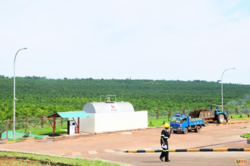 Medium_bidco-oil-palm-garden-in-kalangala