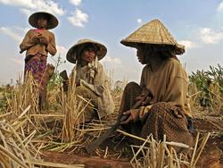 Medium_salavan_province_rice_farmers