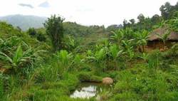 Medium_tanzania-farmland-feat