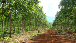 Medium_laos-rubbertrees2-101818