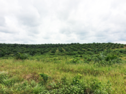 Medium_a-palm-plantation-in-senjeh-bomi-county-photo-credit-sustainable-development-institute-sdi