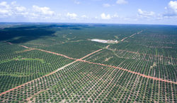 Medium_papua_oil_palm