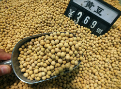 Medium_chinese_soybean