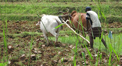 Medium_sri_lankan_farmer