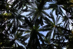 Medium_aceh-oil-palm-canopy-900x600