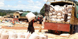 Medium_maize1