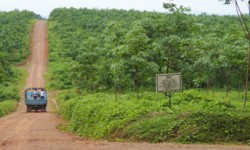 Medium_salala-rubber-plantation