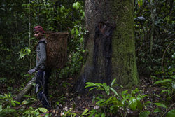 Medium_brazil_nuts_picker