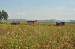 Medium_houses_in_the_middle_of_the_sugarcane_plantation_(photo_by_witness_radio)