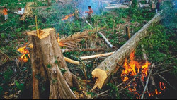 Medium_land_clearing