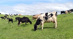 Medium_dairy-cows-csiro