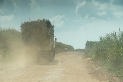 Medium_trucks-full-of-sugar-cane-kick-up-dust-on-the-dirt-roads-around-bugoma-forest