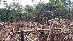 Medium_campo-camvert-desctruction-foret_la-voix-du-paysan