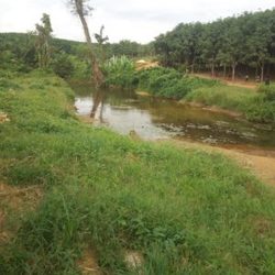 Medium_src-plantation-1-300x300