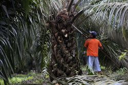 Medium_oil_palm_workers_west_kalimantan