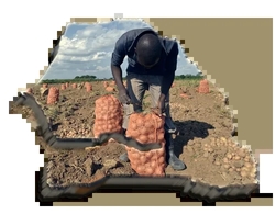 Medium_senegal-agriculture