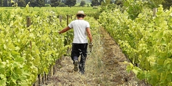Medium_en-france-les-terres-dans-les-regions-viticoles-valent-de_4527414