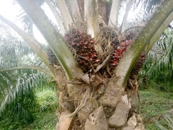 Medium_phc-palm-mwingi