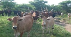 Medium_some-of-the-animals-grazing-on-maruzi-ranch