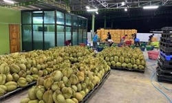 Medium_durian