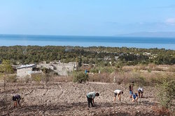Medium_terrenos-agricolas-en-haiti
