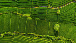 Medium_indonesia_feature