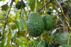 Medium_palta-shutterstock_308298662