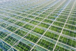 Medium_aerial-view-of-tomato-greenhouse-1216397637_1257x838-e1625803194157