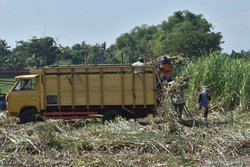 Medium_antarafoto-produksi-gula-madiun-050620-sis-6