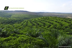 Medium_th-plantations-1_thplantations