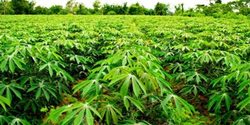 Medium_going-into-the-cassava-farming-business-nigeria-750x375