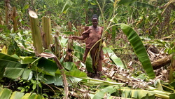 Medium_a_farmer_displays_banana_plants_that_were_cutdown_by_company_workers