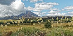 Medium_new-zealand-4808019_1920-700x350