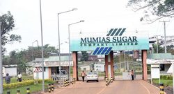 Medium_mumias-sugar-company-e1644226470396