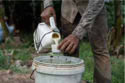 Medium_cambodia’s_banana_workers_getting_sick