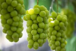 Medium_grapes