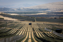 Medium_blueberry-orchards-trujillo-1