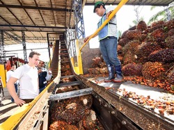 Medium_palma-de-aceite_chiapas