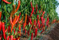 Medium_chilli-farm